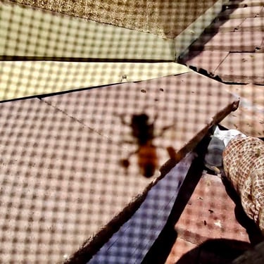 Bee treatment on roof in Menifee by Footprint Pest Management