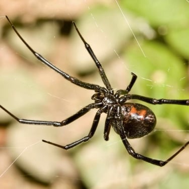 Spider Control General Pest Control in Menifee, Murrieta, Temecula Footprint Pest Management