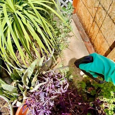 Earwig Treatment in Riverside County Footprint Pest Management
