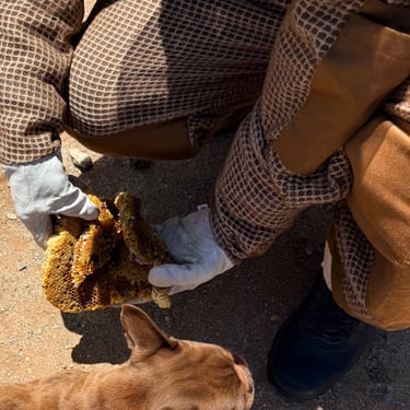 Family and Pet Friendly Pest Control Service in Menifee, CA Footprint Pest Management
