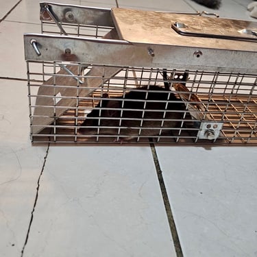 Live Rat Trapping Menifee CA Footprint Pest Management