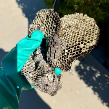 Exterminator on a wasp nest treatment in Menifee CA Footprint Pest Management