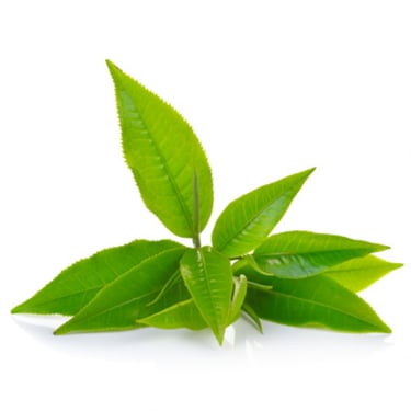 Чай с травами, Сбор трав, для здоровья магазин в Испании TeaShop