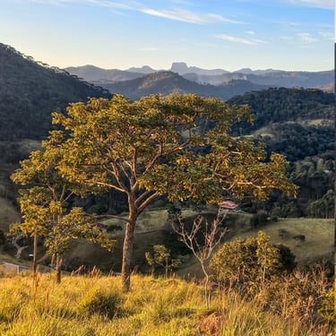 Árvore Ipê e ao fundo Serra da Mantiqueira