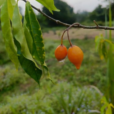 Plante Iboga cultivée à MIKOUMOU VILLAGE. Ici on a ses fruits de couleur jaune