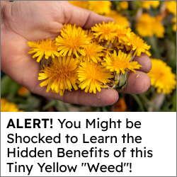 handful of dandelions 