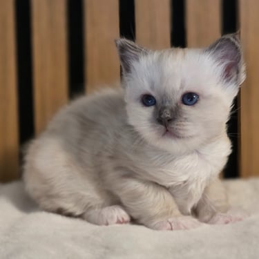 Blåmasket Hellig Birma kattunge