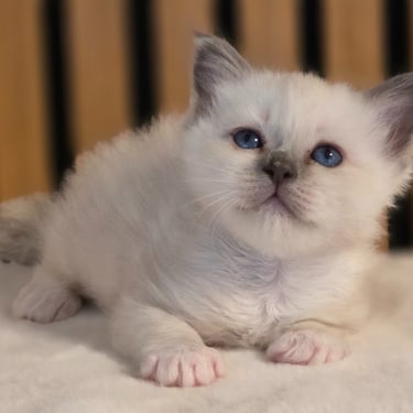 Blåmasket Hellig Birma kattunge