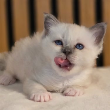 Blåmasket Hellig Birma kattunge