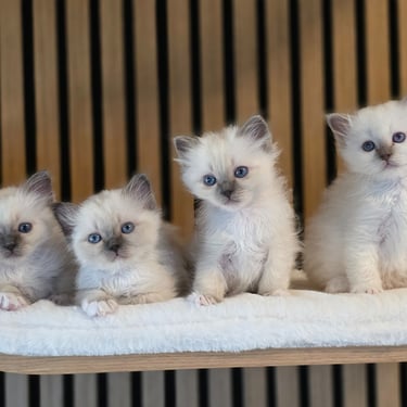 Fire Hellig Birma Kattunger 6 uker gamle