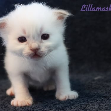 Lillamasket Hellig Birma kattunge