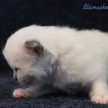 Blåmasket Hellig Birma kattunge