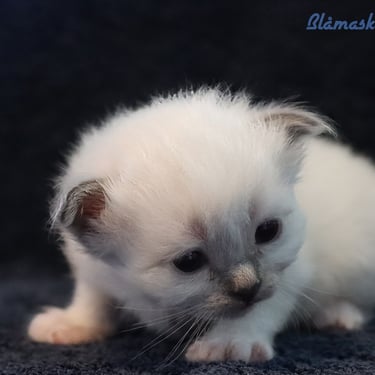 Blåmasket Hellig Birma kattunge
