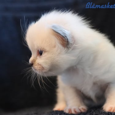 Blåmasket Hellig Birma kattunge