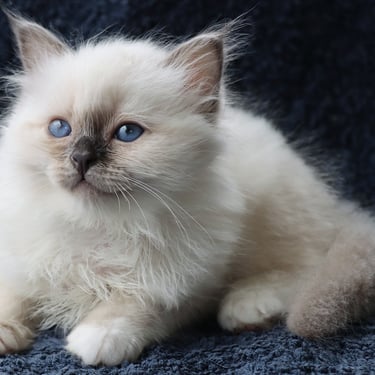 Blåmasket Hellig Birma kattunge