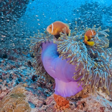 sea anemone and anemone fish in maldives