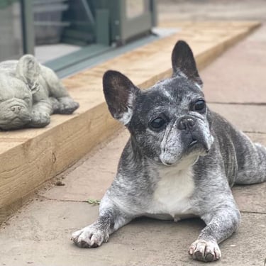 a dog is laying on the sidewalk near a stuffed animal