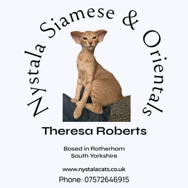 Nystala Orientals & Siamese cat breeder in South Yorkshire