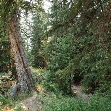 Maligne Lake trail in Jasper National Park
