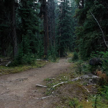 Maligne Lake trail in Jasper National Park