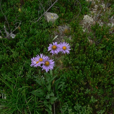 Blue-alpine-daisy Waterton