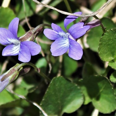 Early-spring-blue-flower- Waterton Lakes National Park