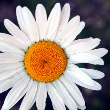Waterton Lakes National Park - wild flower
