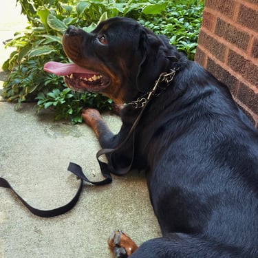 Black Dog sitting in garden