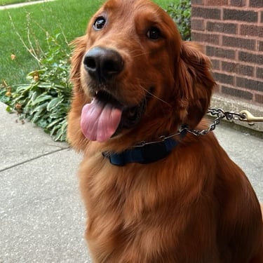 Dog Leash training