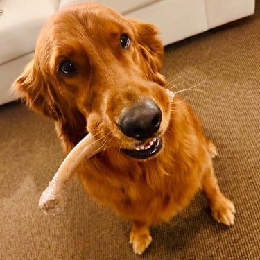 Dog Training Chicago