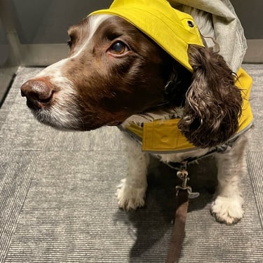 Dog at private pet care