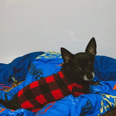 Black pup training in mattress