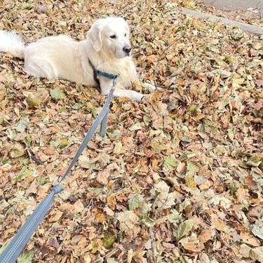 Dog Boarding in leaf bed
