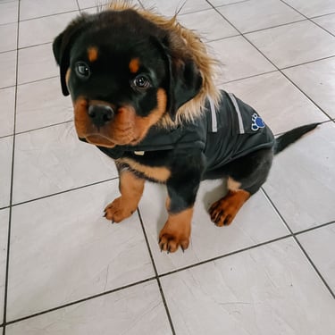 Black pup sitting