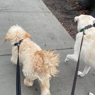 Dog Walking & Boarding Centre