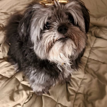 Dog sitting on bed