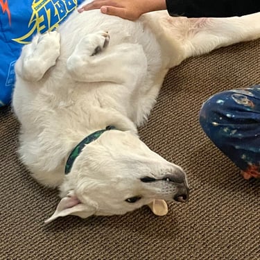 Owner rubbing dog's belly