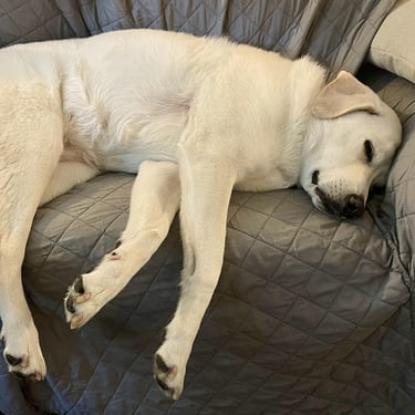 Pet dog sleeping on sofa