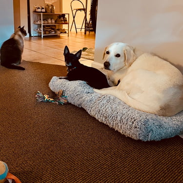 Dogs in Pet Care Centre