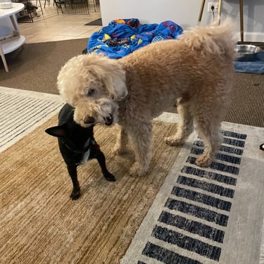 Playing with best friend