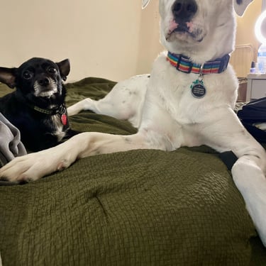 pet dogs looking into camera