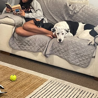Dog Sitting on Sofa