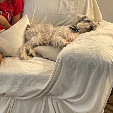 Dog Boarding on Sofa