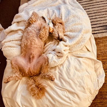 Dog Stretching on Mat