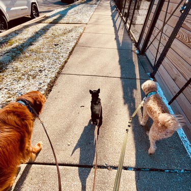 Dog Walking service Chicago