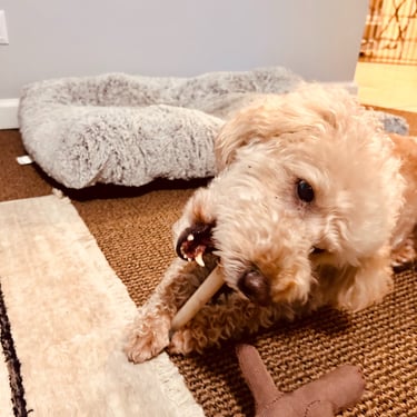 dog playing with sticks