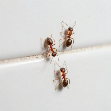 Macro shot of tiny sugar ants trailing along a sterile white wall tile, bright clinical lighting.