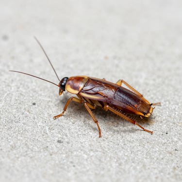 Macro photography of a German cockroach on a clean concrete surface under white clinical light, sharp details.