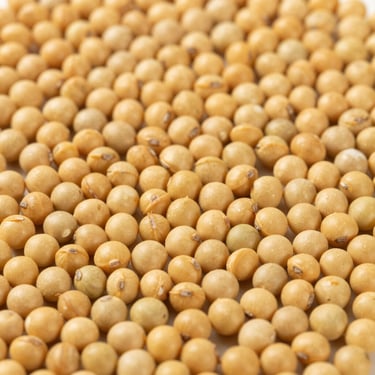 Macro high-detail photograph of golden whole soybean meal texture, clean industrial quality