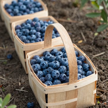 Overhead study of a wooden picking basket filled with fresh blueberries on a farm row, natural north-facing daylight, soil and leaf litter visible at edges, no staging